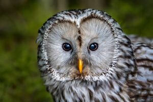 Understanding Stripe: A Comprehensive Guide for Beginners